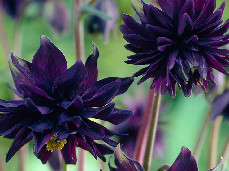 Aquilegia Bare Roots Buy Columbine Online Dutchgrown™ Uk