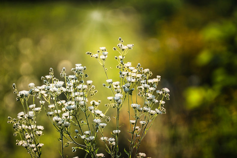 All You Need To Know About Baby’s Breath