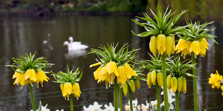 Growing Guides: How to Grow Fritillaria Bulbs