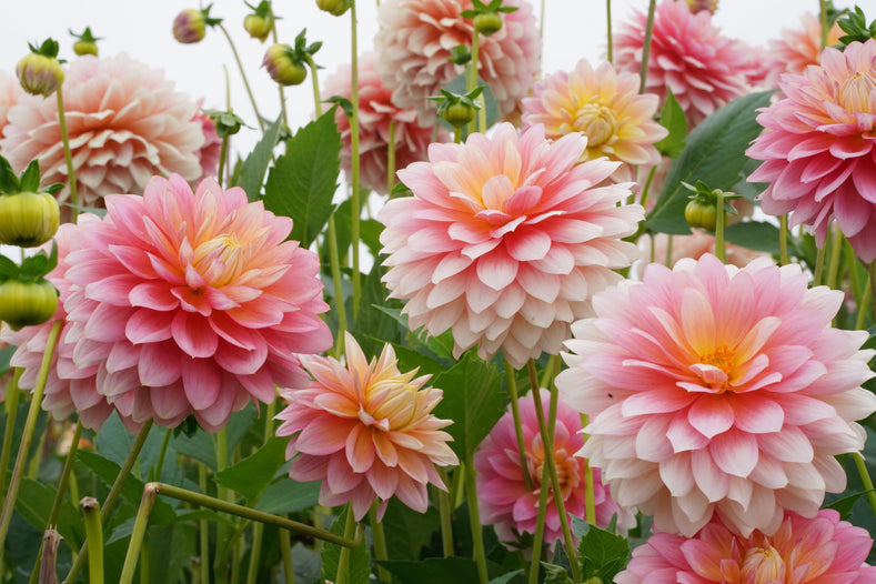 When Do Dahlias Bloom? Discover The Flowering Season