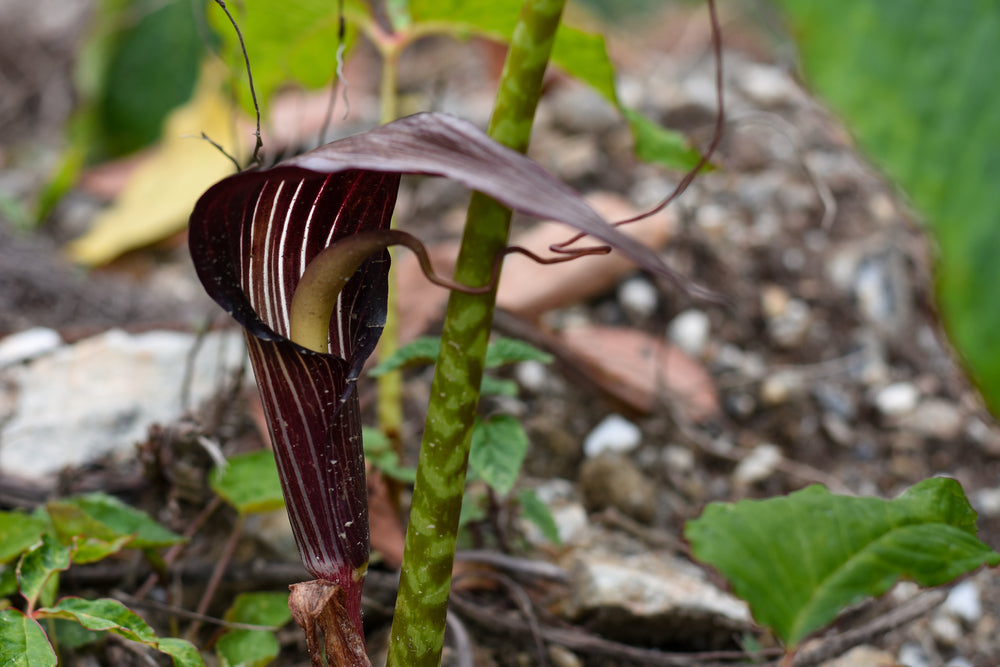 How To Grow Cobra Lily