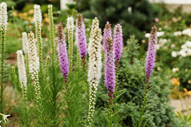 Growing Guide: How to Grow Liatris