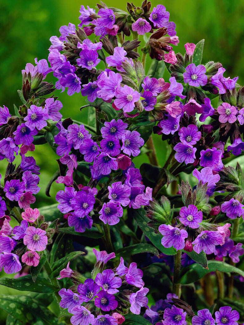 How To Grow Lungwort (Pulmonaria) - Growing Guide