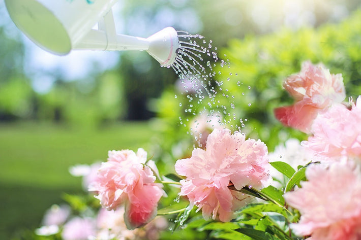 How To Water Different Types of Plants