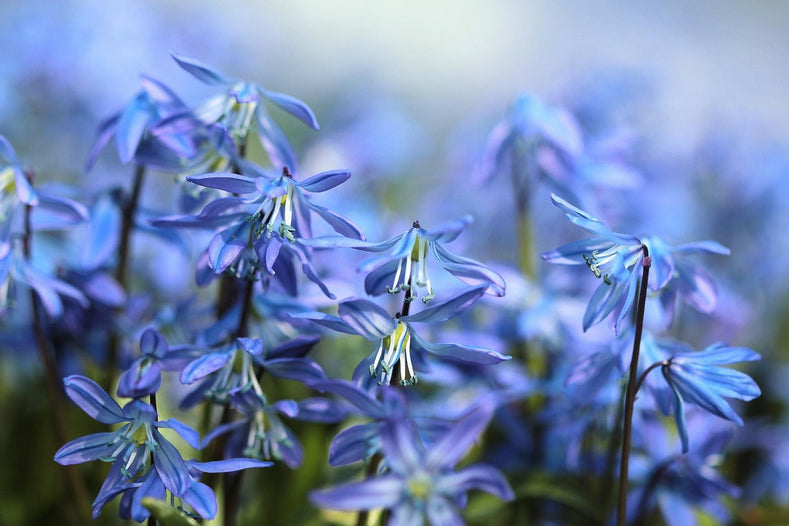 16 Types Of Blue Flowers For Your Garden - DutchGrown