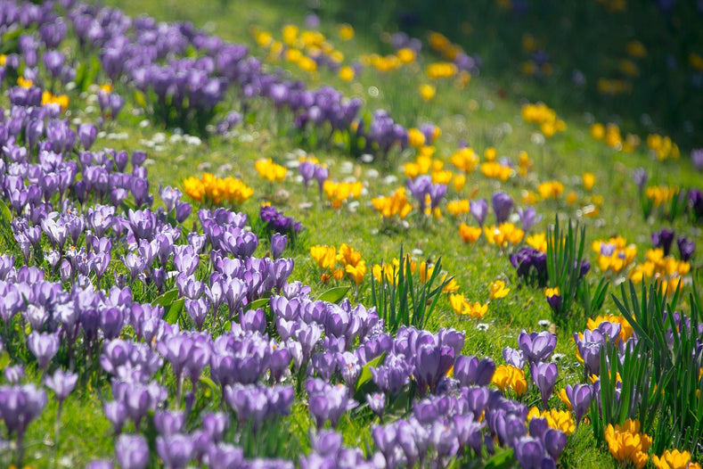 Frequently Asked Questions About The Crocus Plant