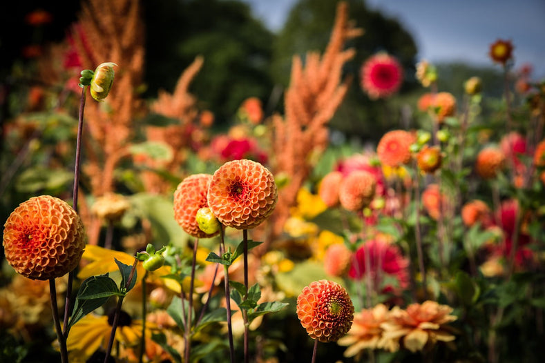 25 Popular Types Of Flowers For Your Garden