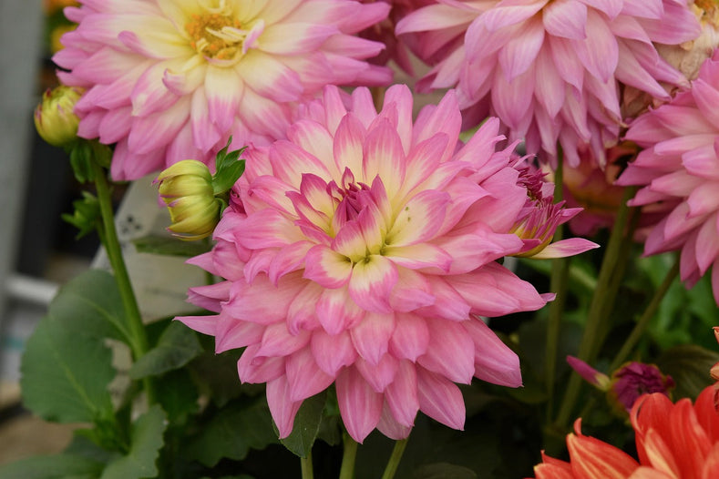 How To Grow Dahlia Tubers [Growing Guide] - DutchGrown