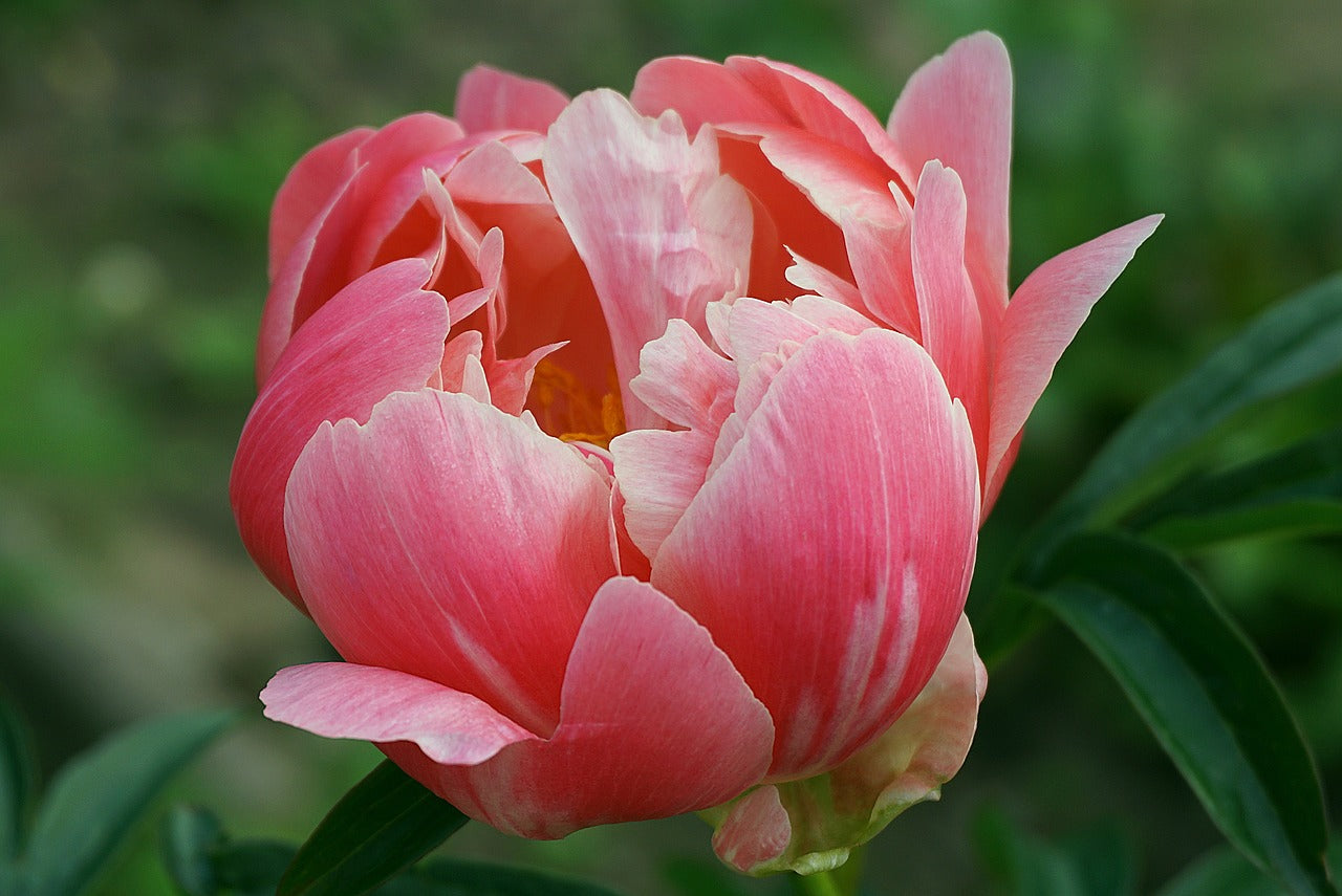 How To Plant Peonies In Spring [Growing Guide]