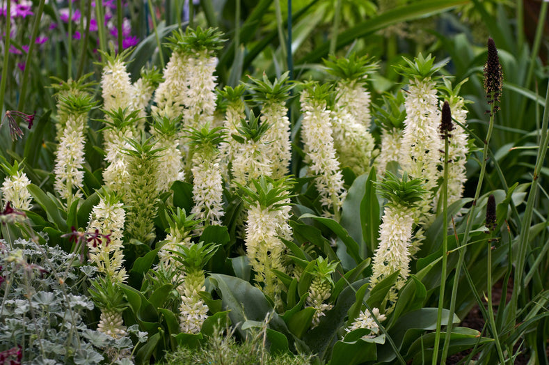 Growing Guide: How to Grow Eucomis (Pineapple Lilies)