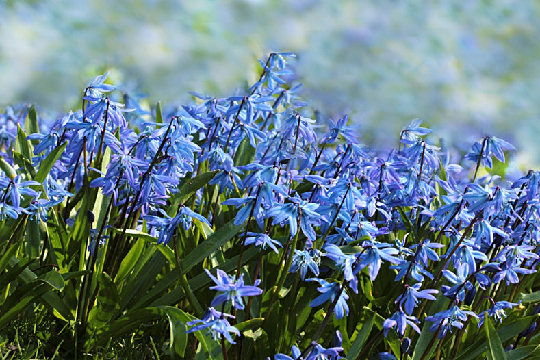 The Difference Between English Bluebells and Spanish Bluebells