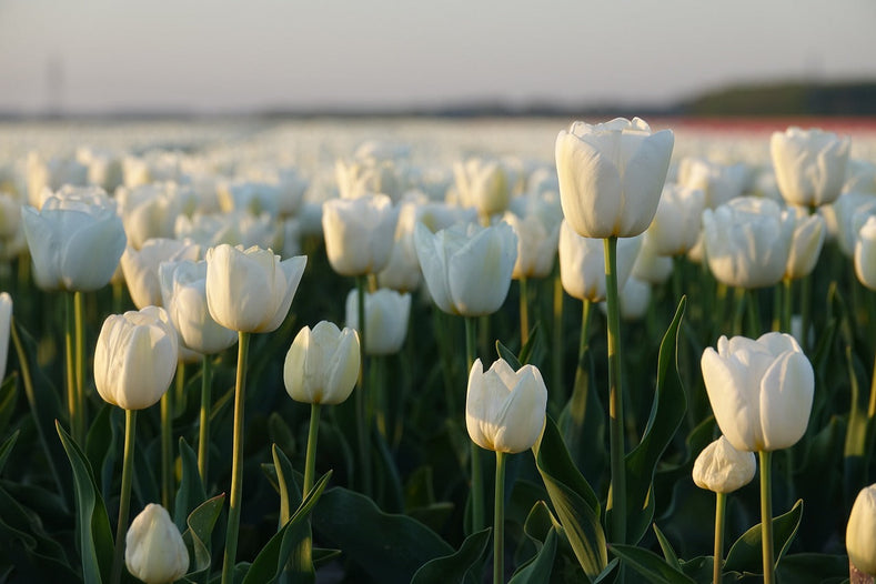 How To Grow Tulips? [Growing Guide] - DutchGrown