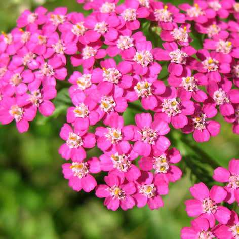 Achillea (Yarrow) Bare Root Plants