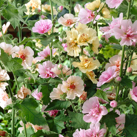 Alcea (Hollyhock) bare root plants