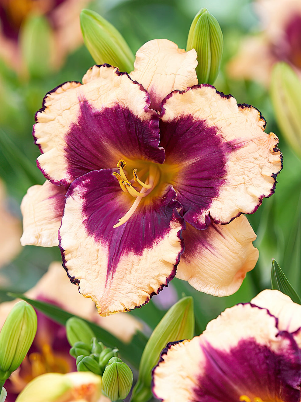 Daylily Bare Roots (Hemerocallis) - Buy Daylilies at DutchGrown™ UK