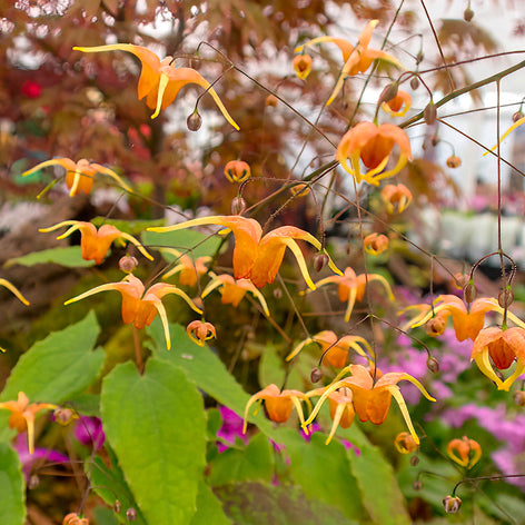 Epimedium (Barrenwort) Bare Root Plants