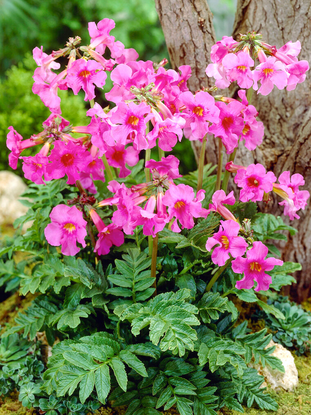 Incarvillea (Hardy Gloxinia) - Hardy Gloxinias Tubers