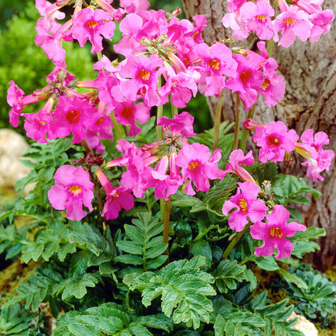 Incarvillea (Hardy Gloxinia)