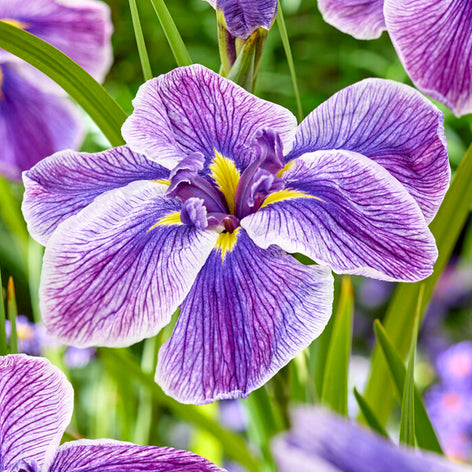 Japanese Iris (Iris ensata) Bare Root Plants