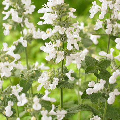 Nepeta (Catmint) Bare Root Plants