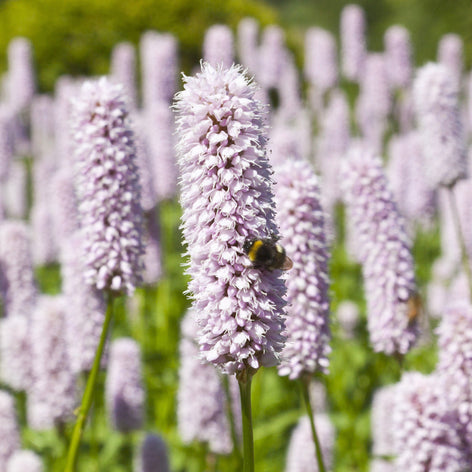 Persicaria (Bistort) Bare Root Plants