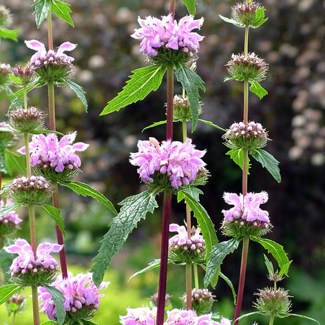 Phlomis (Jerusalem Sage) Bare Root Plants