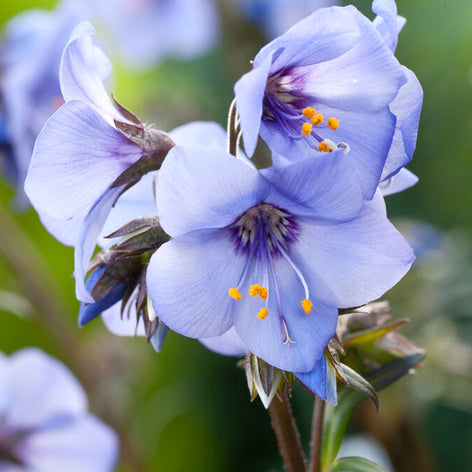 Polemonium (Jacob's Ladder) bare root plants