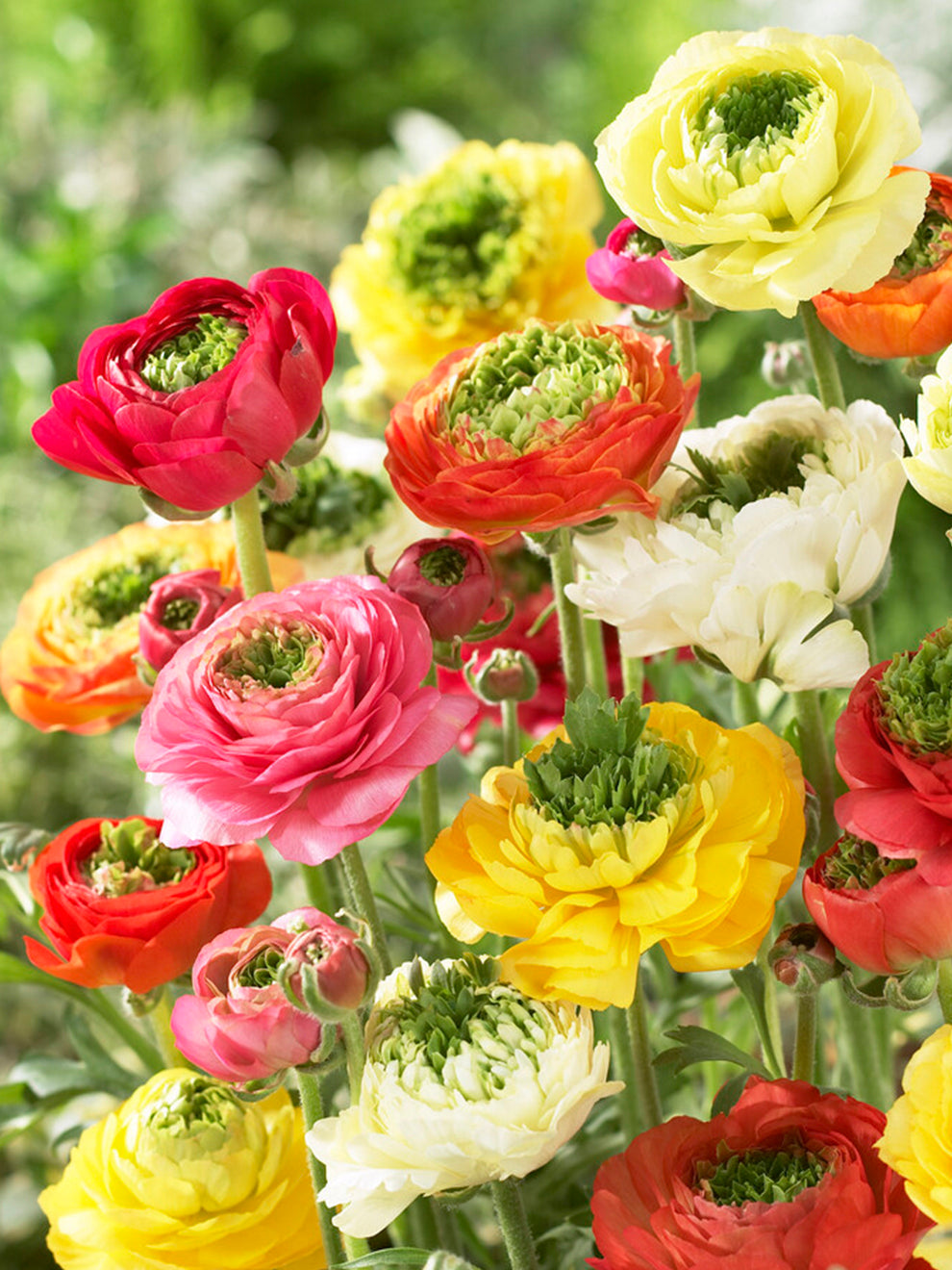 Ranunculus Corms and Bulbs - Buy online at DutchGrown UK