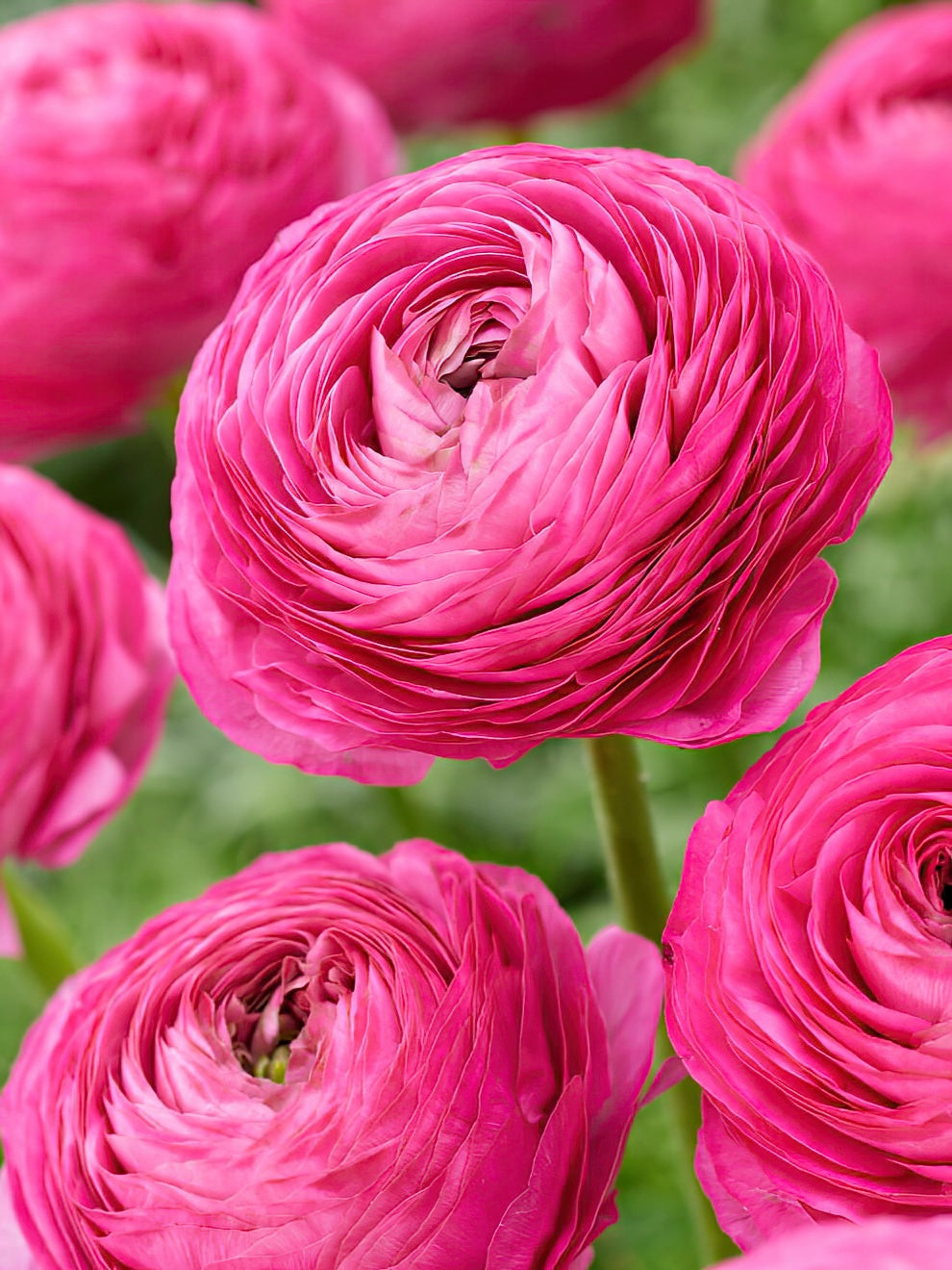 Ranunculus | Buy Ranunculus Corms From DutchGrown