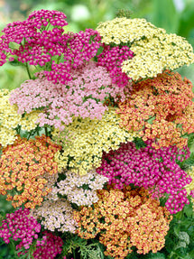 Achillea Summer Pastels