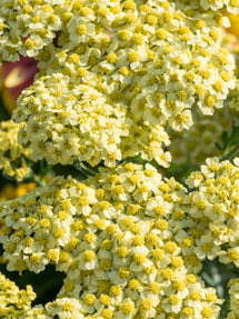 Achillea Creme de la Creme