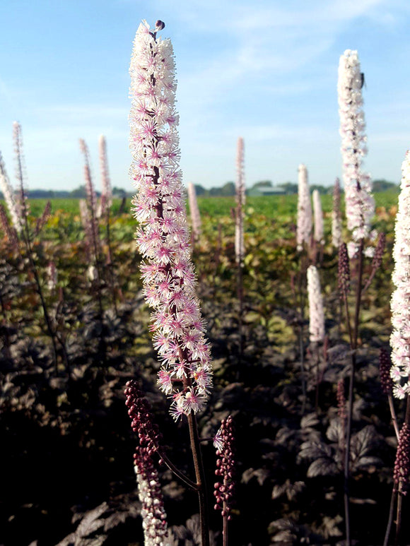 Actaea simplex Pink Spike (Baneberry)