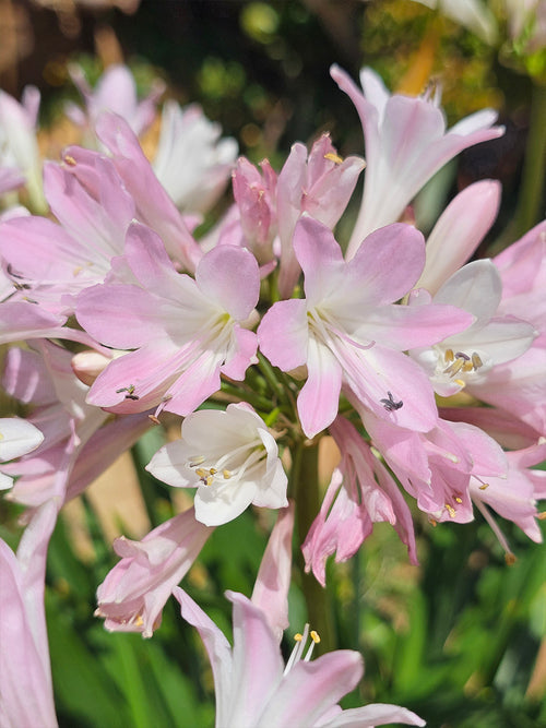 Agapanthus Blush Pink Bare Roots