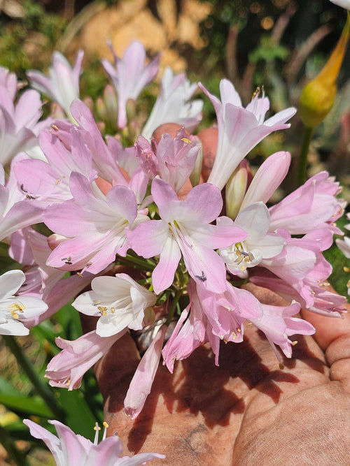 Agapanthus Blush Pink, Pink Agapanthus