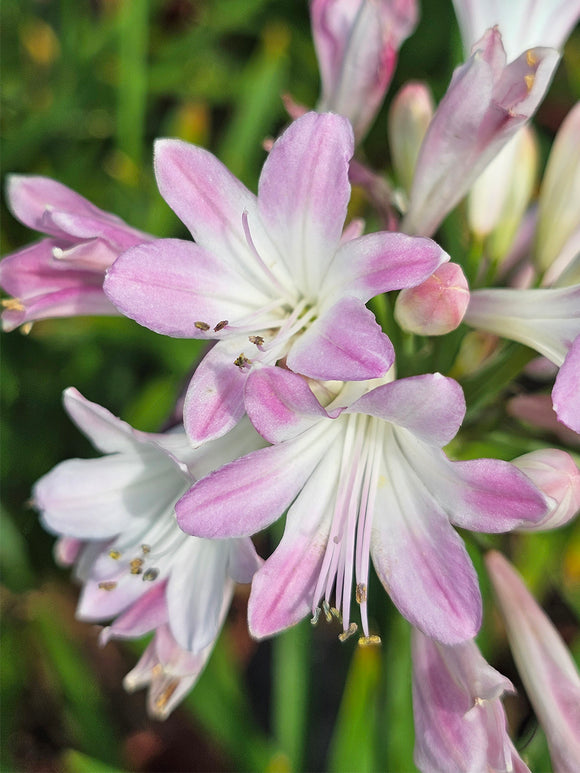 Agapanthus Blush Pink