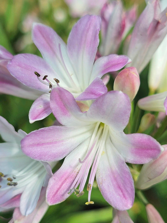 Buy Agapanthus Blush Pink