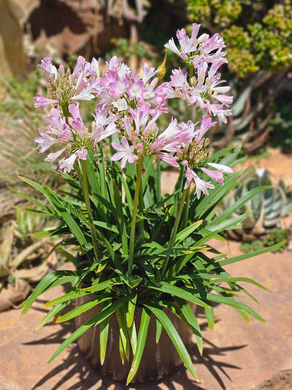 Agapanthus Blush Pink