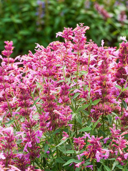 Bare Root Plants Agastache Rosie Posie (Anise Hyssop)