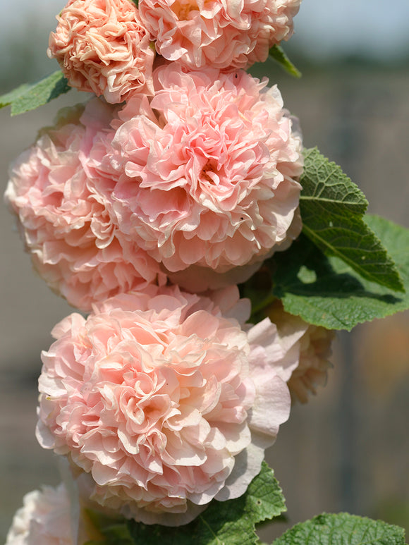 Alcea Chater's Double Apricot - Hollyhocks