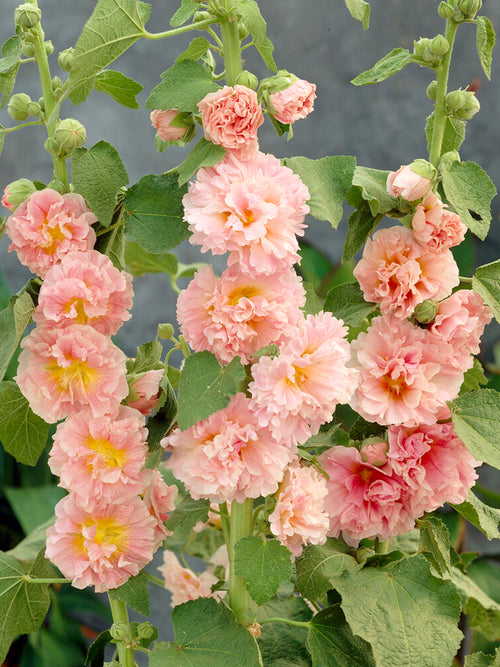 Bare Root Plants Alcea Chater's Double Apricot (Hollyhock)