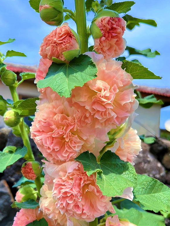 Bare Root Plants Alcea Chater's Double Apricot (Hollyhocks)