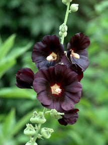 Alcea rosea Nigra (Hollyhock)