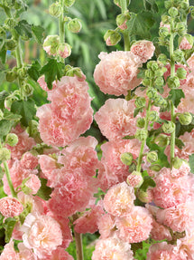 Alcea Peaches and Dreams (Hollyhock)