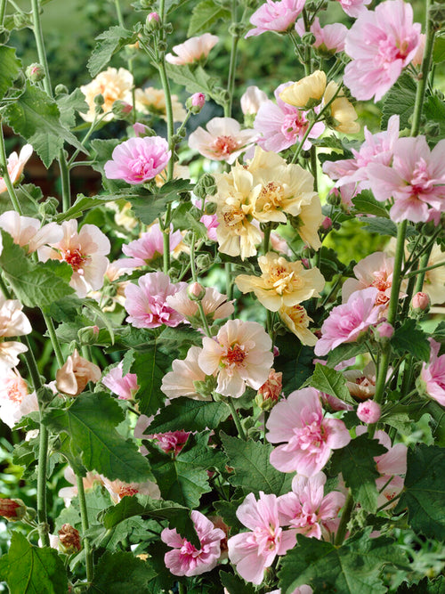 Hollyhock Chater's Single Mix (Alcea Rosea)