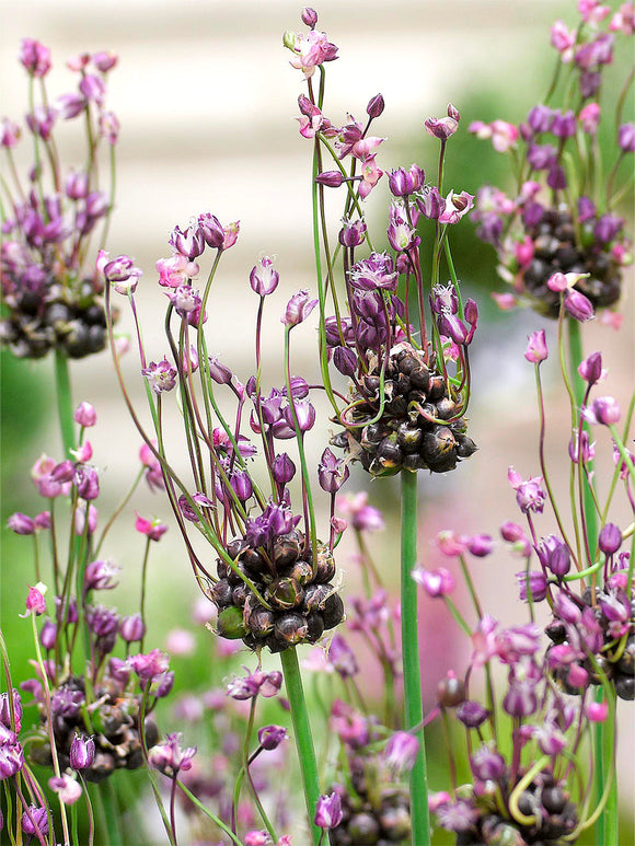 Allium bulbs scorodoprasum Art