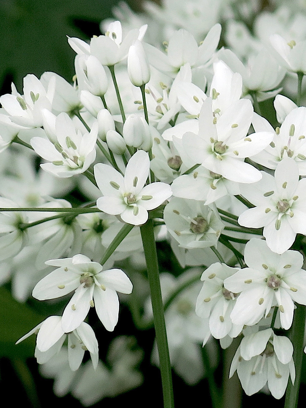 Allium Cowanii Bulbs - DutchGrown™ - Flower Bulbs UK