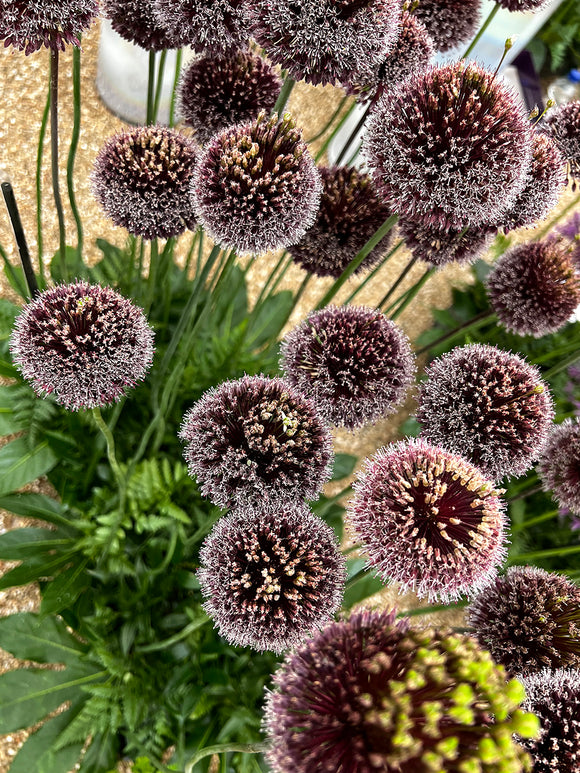 Allium Flower Bulbs Forelock