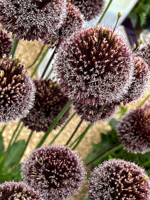 Allium Bulbs Forelock