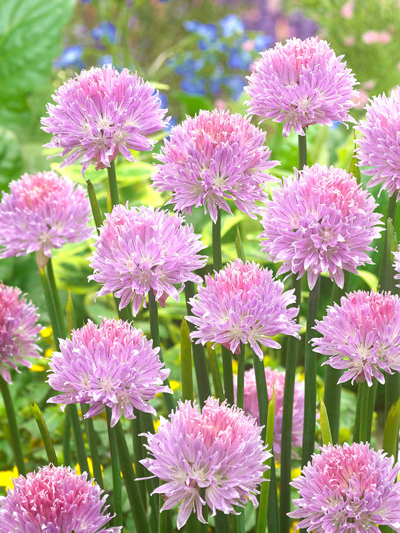 Allium Bulbs Ledebourianum