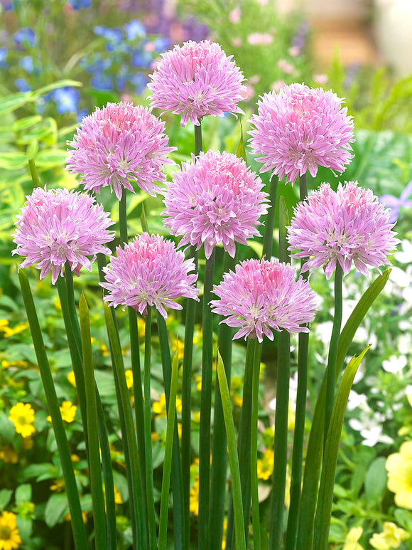 Allium Flower Bulbs Ledebourianum